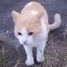 Profilbild von doraneko computer@🐈