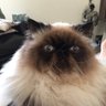 Angela Gehring's profile picture