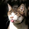 Profilbild von Wisnu