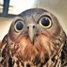 OWL 的头像