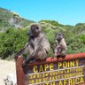 Cape point 的头像