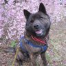 藍子 profil fotoğrafı