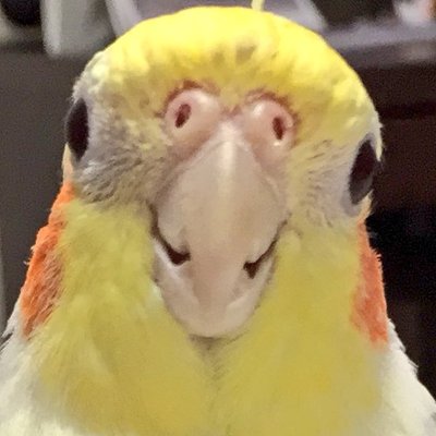 オピーチョ's profile picture