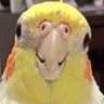 オピーチョ's profile picture