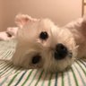mitsu(蜜)'s profile picture