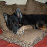 The Spoiled Dog๐๐พ's profile picture