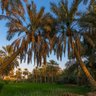 Фото профиля أم عبد العزيز