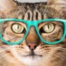 Profilbild von Dibsa the Cat