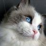 Profilbild von @felina👑🐈🐾😻