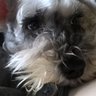 Grey Doge's profile picture