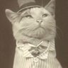 Profilbild von SeñorDonGato