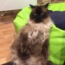 Peritxu profil fotoğrafı