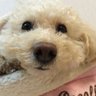 Luo・maro 執剣者(ソードフォルダー) profil fotoğrafı