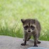 Baloney Varmint's profile picture