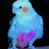 チークン profil fotoğrafı