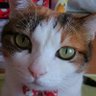 紫雲瞳月(相模の猿)🐵😸's profile picture