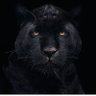 Franklin123d profil fotoğrafı