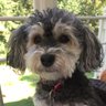 Ron Mann's profile picture