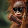 Palpiterson Joia profil fotoğrafı