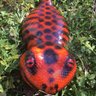 生物屋敷 怪奇堂's profile picture