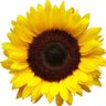 Jane Reed's profile picture