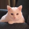 Kitty's profile picture