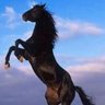 macareo profil fotoğrafı