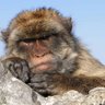 GibraltarMonkey 的头像