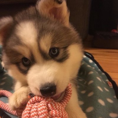 (+18) ilovefofuras's profile picture