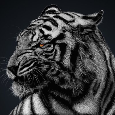 HegemonicTrader's profile picture