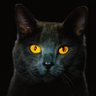 Фото профиля Black Сat