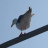 蒼氏 Kinked Tails profil fotoğrafı