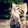 キングアーサー profil fotoğrafı
