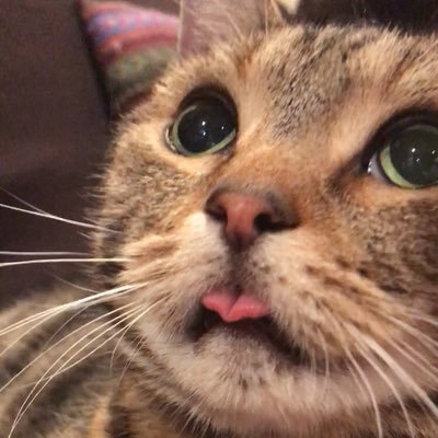 ほっこりさん's profile picture