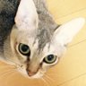 ミントくん📎 profil fotoğrafı