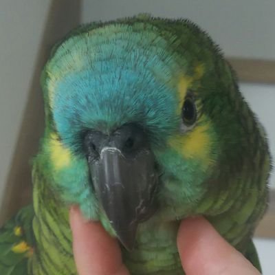 カカポ's profile picture