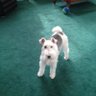 Walter Genovese profil fotoğrafı