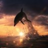 Фото профиля Dolphin Oman