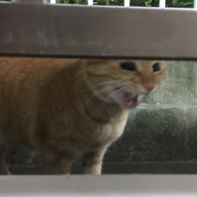 しましま's profile picture