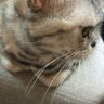 いちひこ profil fotoğrafı