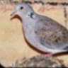 ام النبهان's profile picture