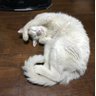 Фото профиля 野良猫