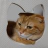 ネコ's profile picture