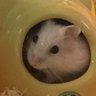 Profilbild von ぱるちき(=・ω・)