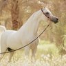 سعود الحربي .. (الأديب) 的头像