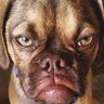 Profilbild von el perruno