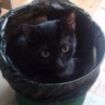 Trash Cat 的头像