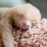 Profilbild von BabySloth