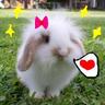 wi_rabbit profil fotoğrafı