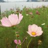 Profilbild von さくらこ